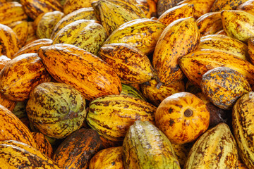Cacao pods cocoa pods organic chocolate farm in the factory