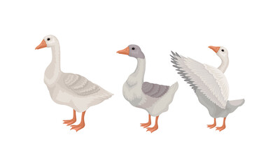 Naklejka na ściany i meble Goose as Waterfowl Specie with Long Neck and Orange Bill in Different Pose Vector Set