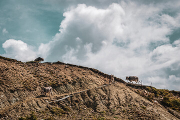 Cows on one.Mountain pasture in the Dolomites, Italy.