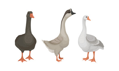 Wild and Domestic Goose as Waterfowl Specie with Long Neck and Orange Bill in Different Pose Vector Set