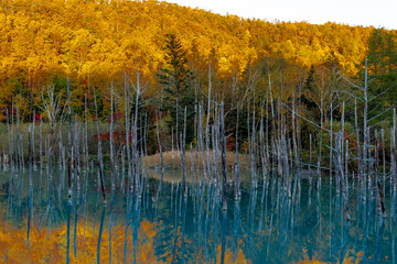 autumn in the forest