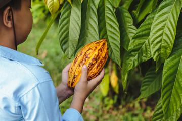 Fresh cocoa pods in the hands of farmers