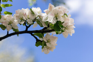Blossom wide open white apple flowers against the blue sky closeup
