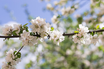 White flowers on the apple tree during the flowering period with beautiful bokeh