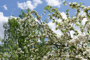In springtime many apple tree branches with white flowers against the blue sky and clouds