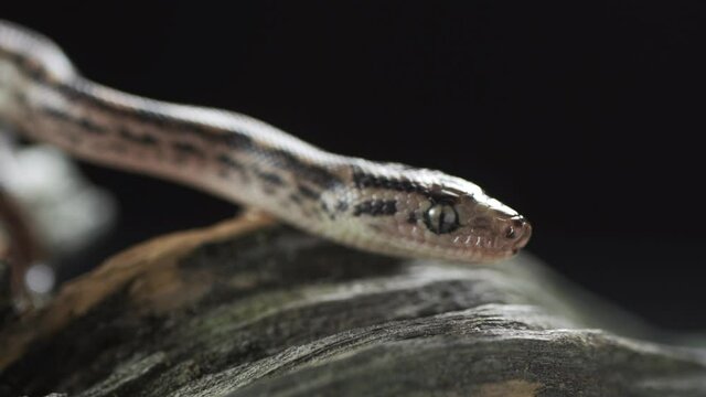 High venom snake in nature