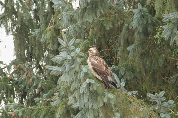 a buzzard looks out from a pine tree