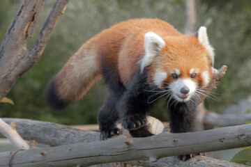red panda eating bamboo
