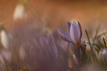 Fototapeta na wymiar fiori bianche di crocus nel bosco in inverno