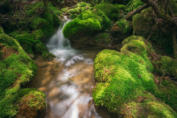 forest stream with waterfalls