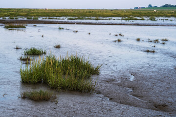 View of Langwarder Groden / Germany in the early evening with the onset of the tide