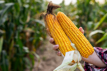 Farmer holding corn cobs in hand. Maize crop in agricultural field