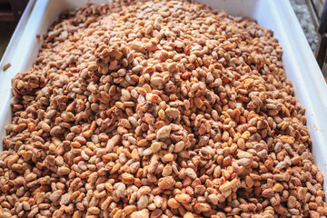 Fresh cocoa beans and Fresh cocoa seed in a bucket to make chocolate