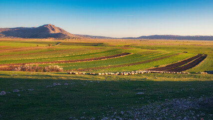 a green field with a flock of sheep grazing