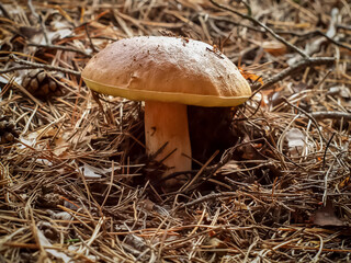 Boletus mushroom on a brown background in September. Autumn white mushroom growing in the forest.