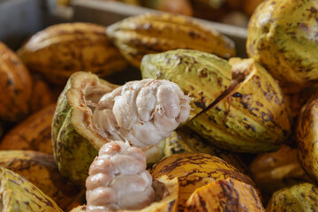Raw cocoa pods and cocoa beans