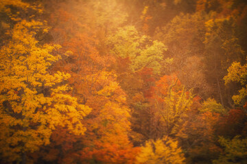 autumn leaves background