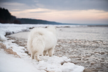 Obraz na płótnie Canvas Samoyed white dog is on snow Saulkrasti beach in Latvia