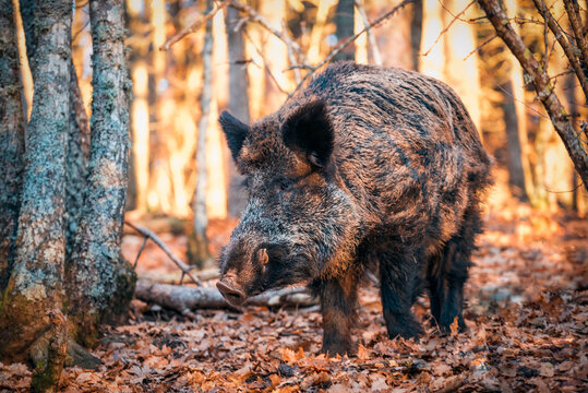 a wild boar in the woods