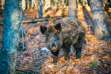 a wild boar in the woods