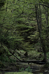 moss covered tree trunk