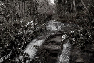 water in the forest