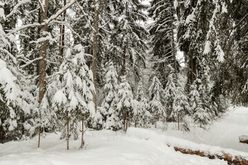 very much snow covered trees in the woods cloudy day cool tones mature pine and spruce trees Latvian forest  winter wonderland landscape