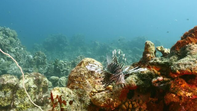 Lionfish is hunting in coral reef in Caribbean Sea, Curacao