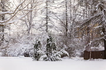 very much snow covered trees in the woods cloudy day cool tones mature pine and spruce trees Latvian forest  winter wonderland landscape