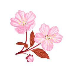 Pink cherry blossom isolated on white. Vector illustration of sakura flower and bud in cartoon flat style.