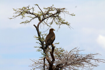 bird of prey on a tree