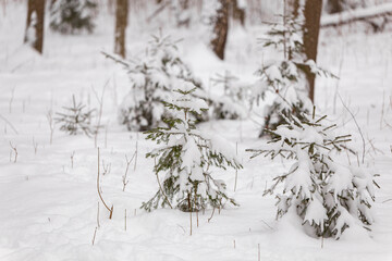 snow covered trees spruce