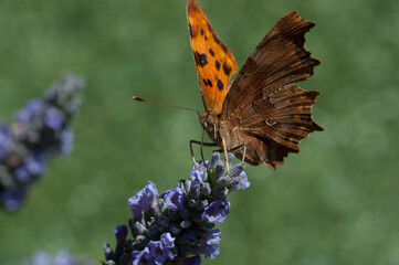Upperside of Comma butterfly on Lavender