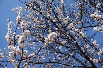 Multiple white flowers on branches of apricot tree against blue sky in April