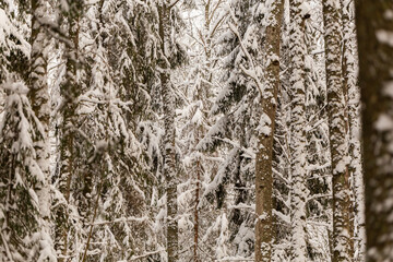 Obraz premium very much snow covered trees in the woods cloudy day warm tones mature pine and spruce trees Latvian forest winter wonderland