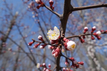 Newly opened white flower of apricot tree against blue sky in April