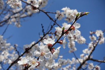 Oblique branch of blossoming apricot against blue sky in April
