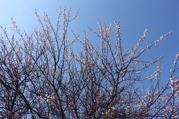 Old apricot tree in bloom against blue sky in April