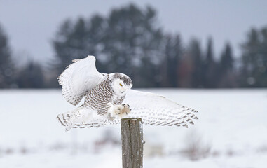 Fototapeta premium Snowy owl landing on a post in winter in Quebec, Canada