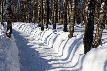 Long shadows in a snowy forest - 414446923