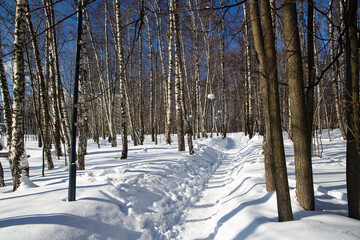 Snowy forest on a sunny day after heavy snowfall - 414446942