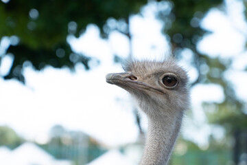 ostrich head close up