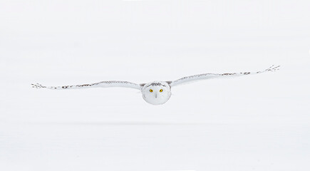 Snowy owl isolated on white background 
