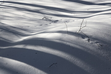 Long shadows in a snowy forest  - 414446999