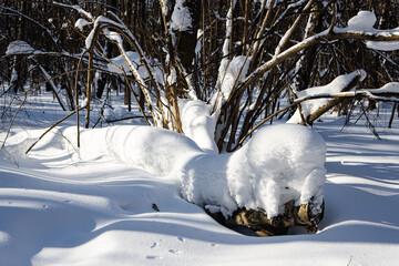Snowy forest on a sunny day after heavy snowfall - 414447146