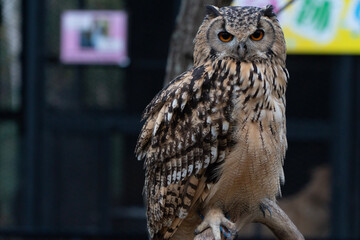 great horned owl