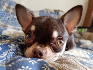 Little Chihuahua puppy lies on the couch