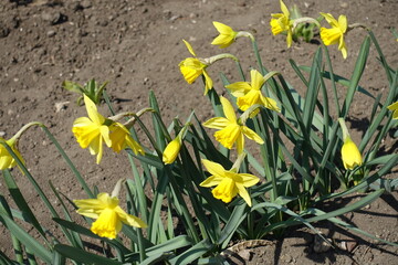 Vibrant yellow flowers of narcissuses in April
