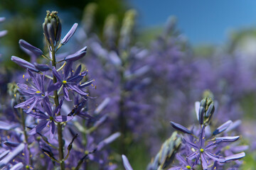 bee on lavender