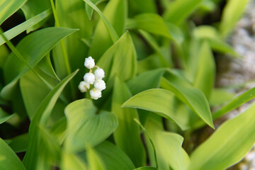 lily of the valley